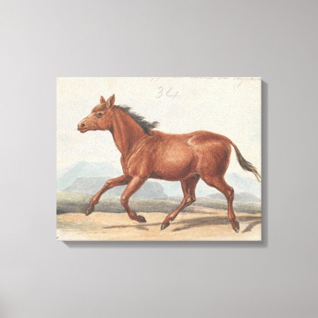 Lienzo Charles Hamilton Smith - El caballo de Koomrah (Anverso)