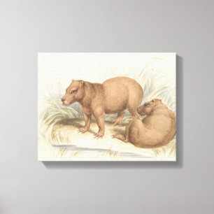 Lienzo Charles Hamilton Smith - El Capibara