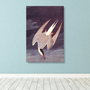 Lienzo Charrán Ártico por John James Audubon, Aves Antigu