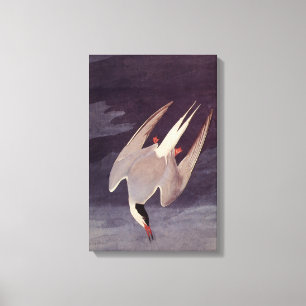 Lienzo Charrán Ártico por John James Audubon, Aves Antigu