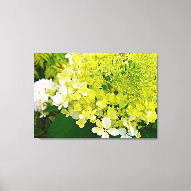 Lienzo Chartreuse Green, Limelight Hydrangea, (Anverso)