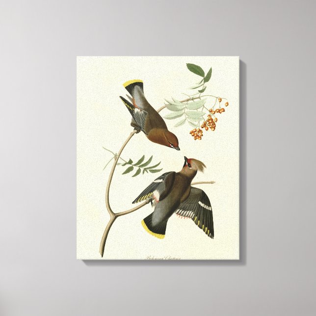 Lienzo Chatterer bohemiano (Waxwing) Aves Audubónicas Est (Anverso)