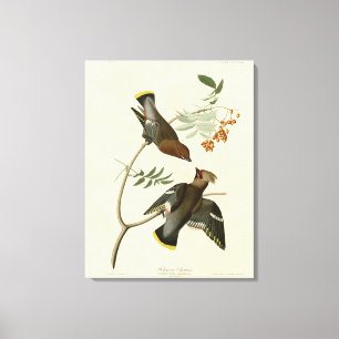 Lienzo Chatterer bohemiano (Waxwing) Aves Audubónicas Est