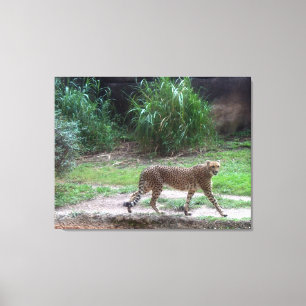 Lienzo Cheetah