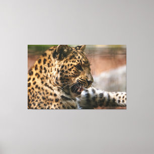 Lienzo Cheetah