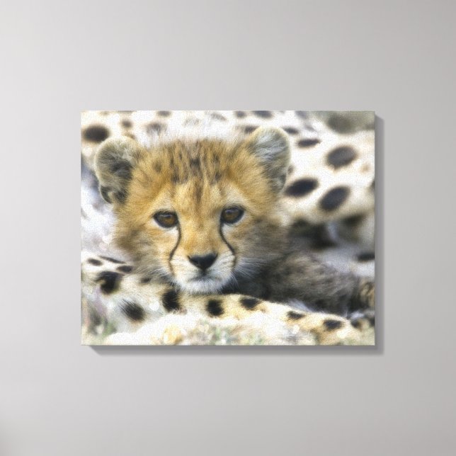Lienzo Cheetah (Anverso)