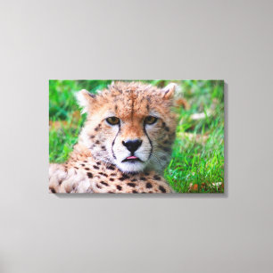 Lienzo Cheetah