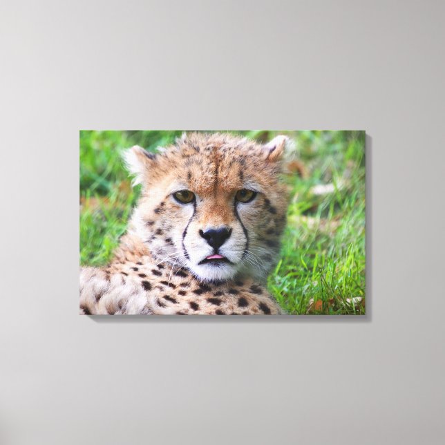 Lienzo Cheetah (Anverso)
