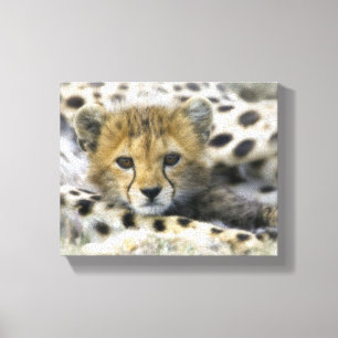 Lienzo Cheetah Cub
