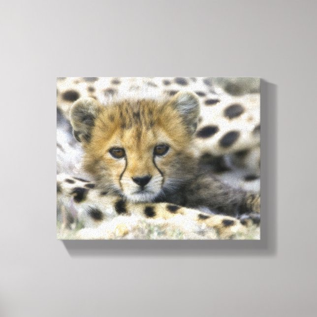 Lienzo Cheetah Cub (Anverso)