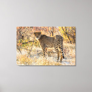 Lienzo Cheetah Mirando Alrededor