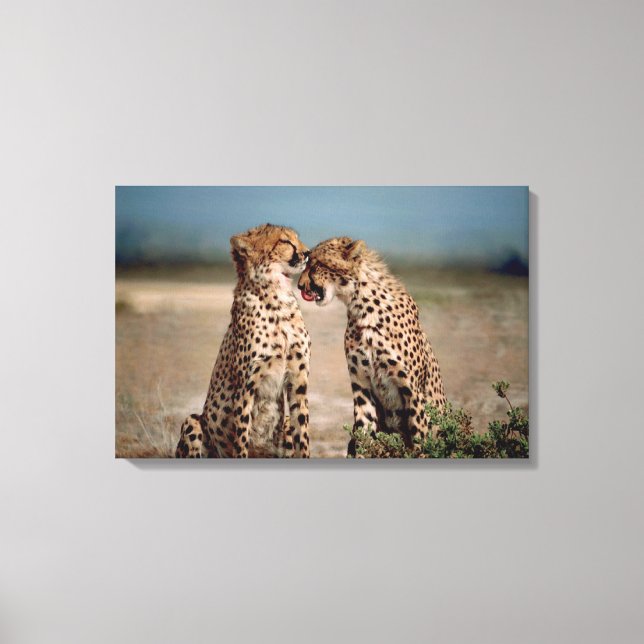 Lienzo Cheetahs (Anverso)