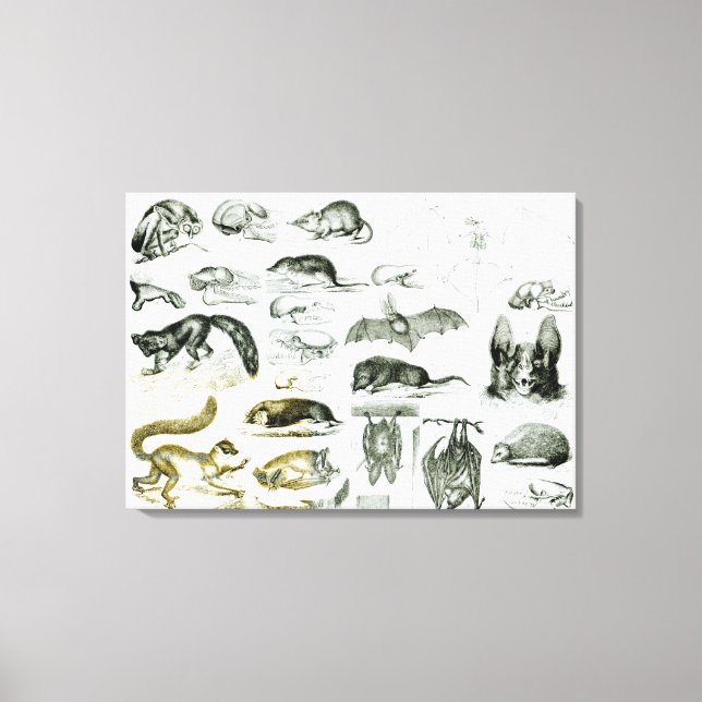 Lienzo Cheiroptera, Insectivora (Anverso)