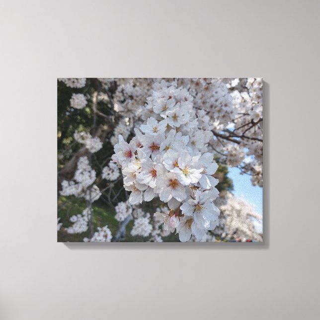 Lienzo CHERRY BLOSSOMS #2 EN CANVAS 20 "x 16" (Anverso)