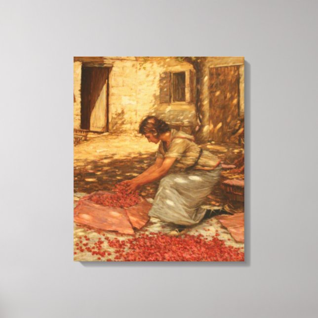Lienzo Chica Packing Cherries en Provenza (Francia) (Anverso)