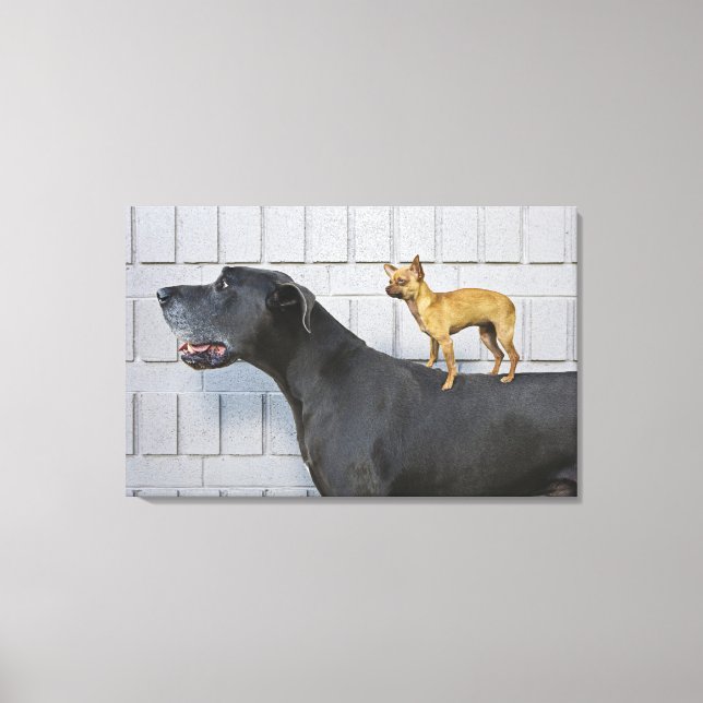 Lienzo Chihuahua a la espalda del Gran Danés (Anverso)