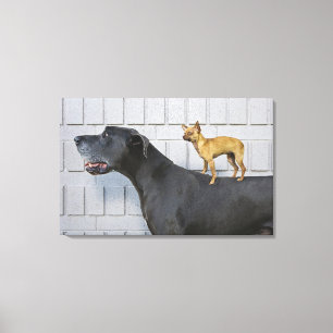 Lienzo Chihuahua a la espalda del Gran Danés