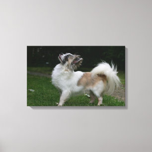 Lienzo Chihuahua de pelo largo que mira la cámara