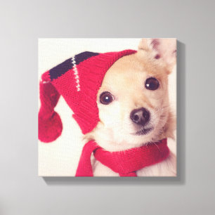 Lienzo Chihuahua en casquillo del invierno