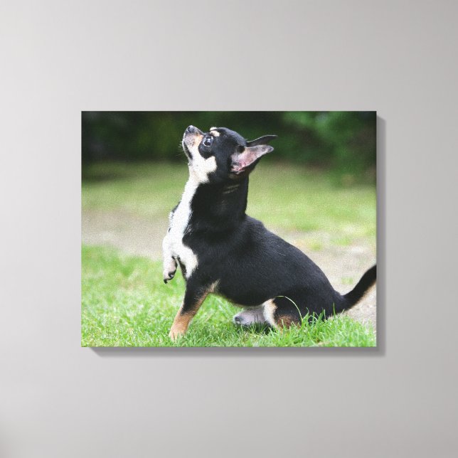 Lienzo Chihuahua negro y crema (Anverso)