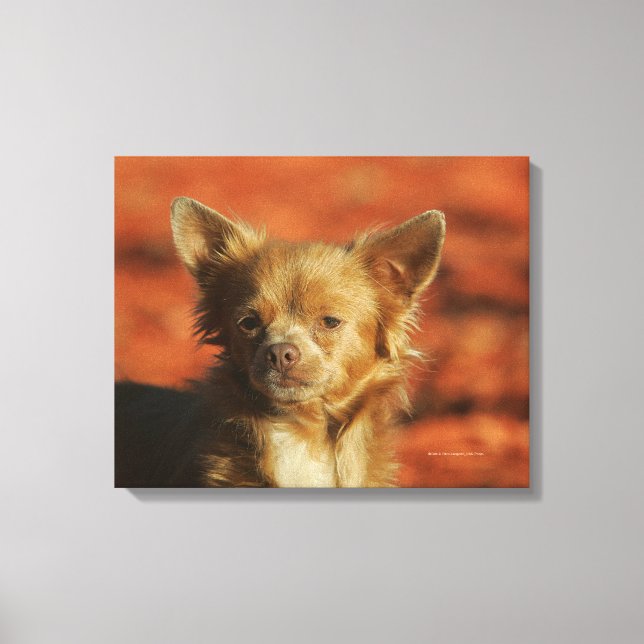 Lienzo Chihuahua Puppy Headshot (Anverso)