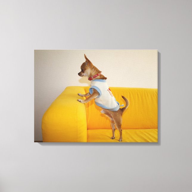 Lienzo Chihuahua Puppy Sobre Sofá Amarillo (Anverso)