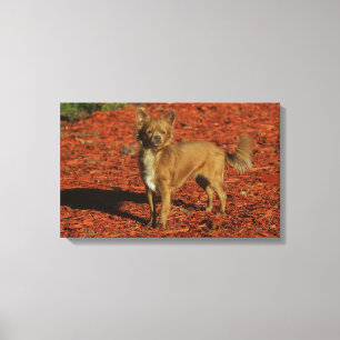 Lienzo Chihuahua que mira la cámara