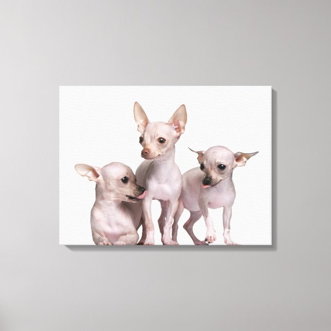 Lienzo Chihuahua sin pelo (5 y 7 meses de edad) (Anverso)