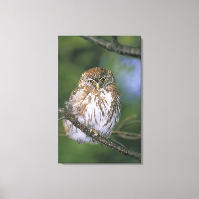 Lienzo Chile, Aysen. Lechuza Juvenil Autral Pygmy (Anverso)