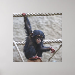 Lienzo Chimpanzee 017
