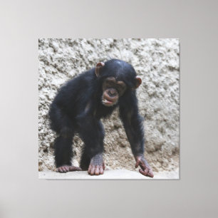 Lienzo Chimpanzee 031