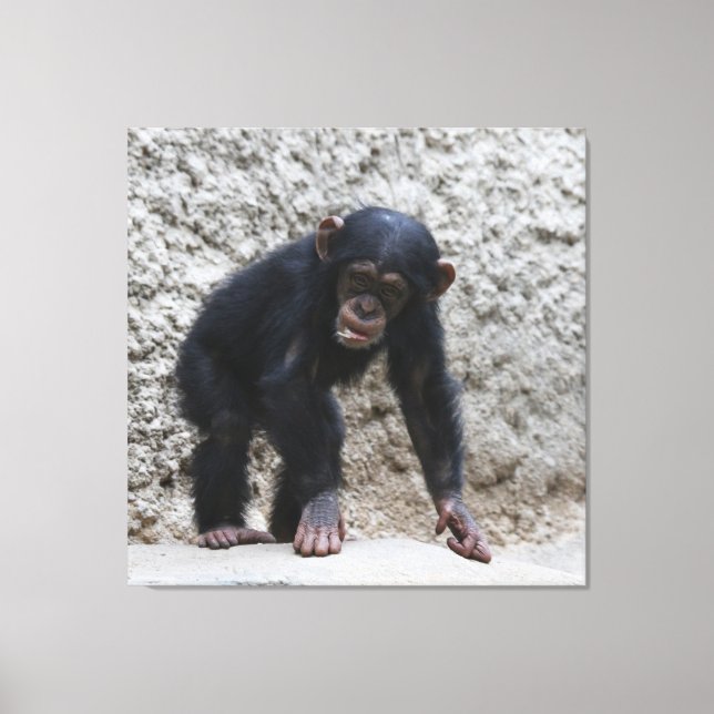 Lienzo Chimpanzee 031 (Anverso)
