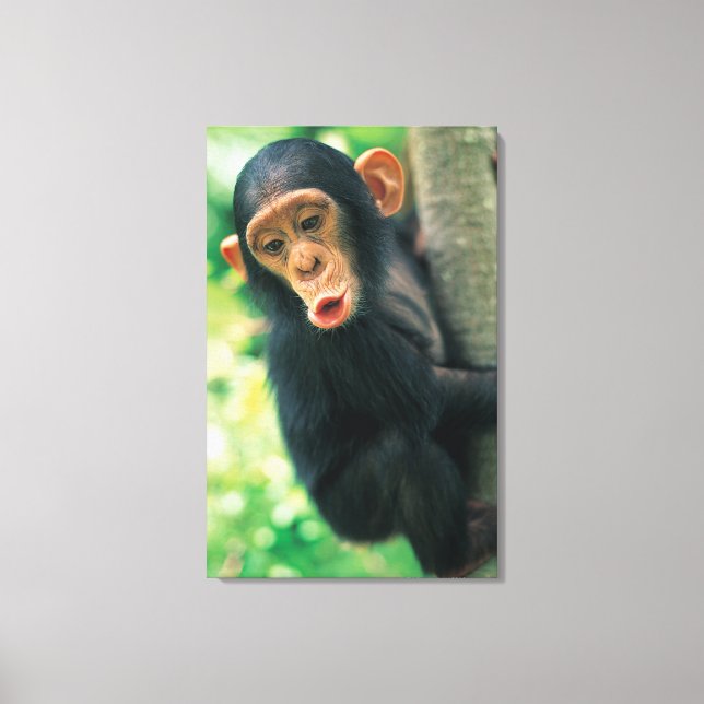 Lienzo Chimpanzee joven (Pan troglodytes) (Anverso)