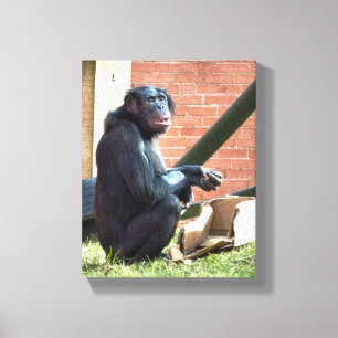LIENZO CHIMPANZEES