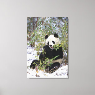 Lienzo China, Provincia de Sichuan. Giant Panda se alimen