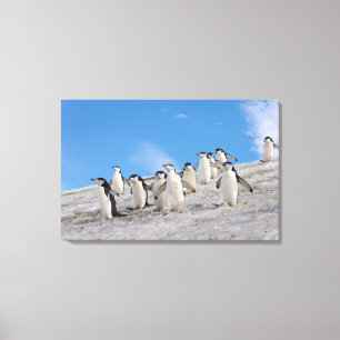 Lienzo Chinstrap Penguins   Pigoscelis Antártida