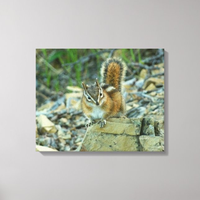 Lienzo Chipmunk en el Parque Nacional Glaciar (Anverso)