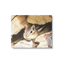 Chipmunk en una pila de madera