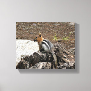 Lienzo Chipmunk en Yosemite, California
