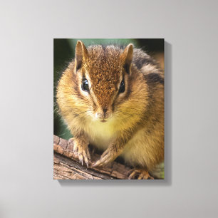 Lienzo Chipmunk Stare