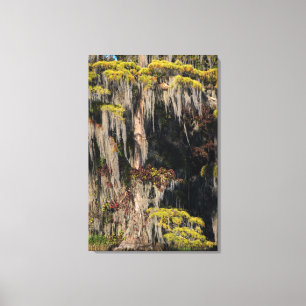 Lienzo Cicatriz de estanques en pantano inundado