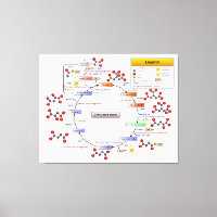 Ciclo de Ácido Cítrico, Ciclo TCA, Diagrama del Ci