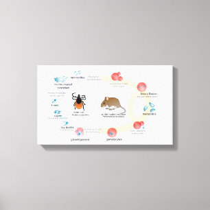 Lienzo Ciclo vital del microti de Babesia del diagrama de