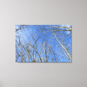 Lienzo Cielo azul, árboles en invierno