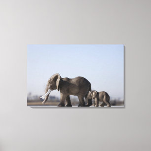 Lienzo Cielo azul del origen familiar del elefante