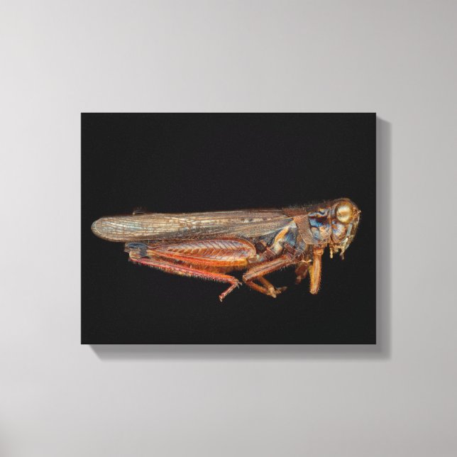 Lienzo Ciencia - Entomología - El espécimen (Anverso)
