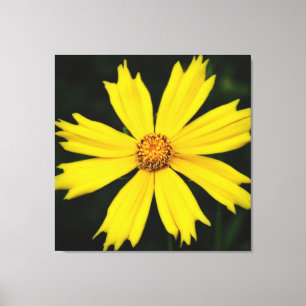 Lienzo Cierre de la flor de Cosmos Amarillo