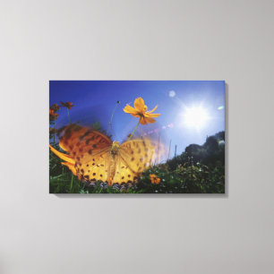 Lienzo Cierre de la mariposa, alitas aleteadas