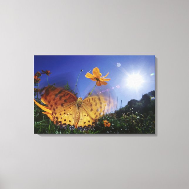 Lienzo Cierre de la mariposa, alitas aleteadas (Anverso)