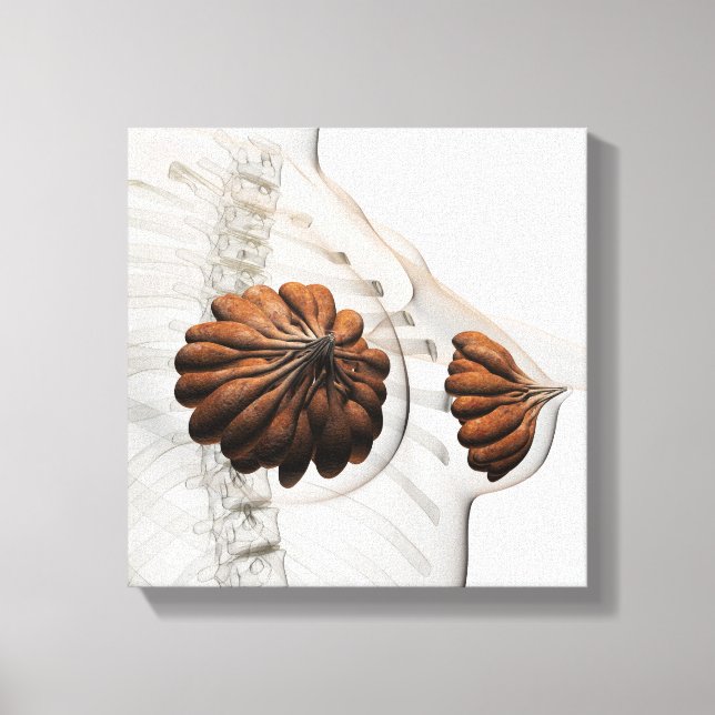 Lienzo Cierre De Las Glándulas Mamarias Femeninas (Anverso)